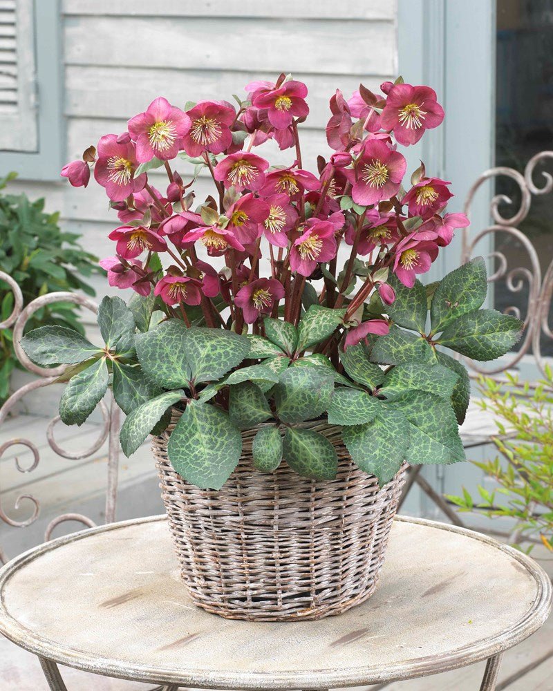 Hellebore Anna Red (Helleborus ) - Ladybird Nursery