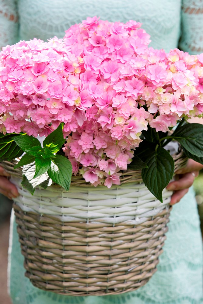 Hydrangea You and Me Desire