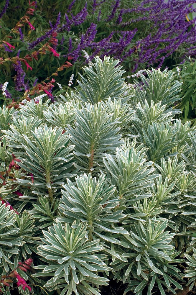 Silver Swan Spurge Wilcott (Euphorbia characias)