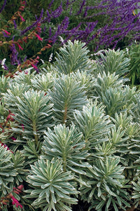 Silver Swan Spurge Wilcott (Euphorbia characias)
