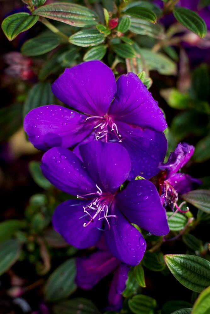 Tobouchina Groovy Baby