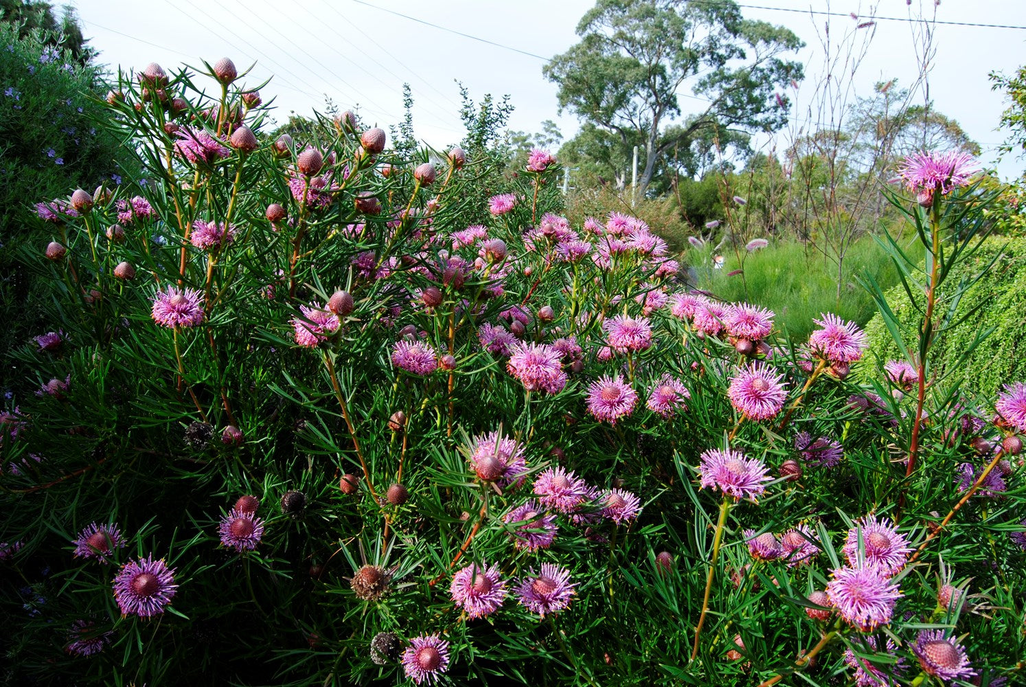 Isopogon ‘Candy Cones’