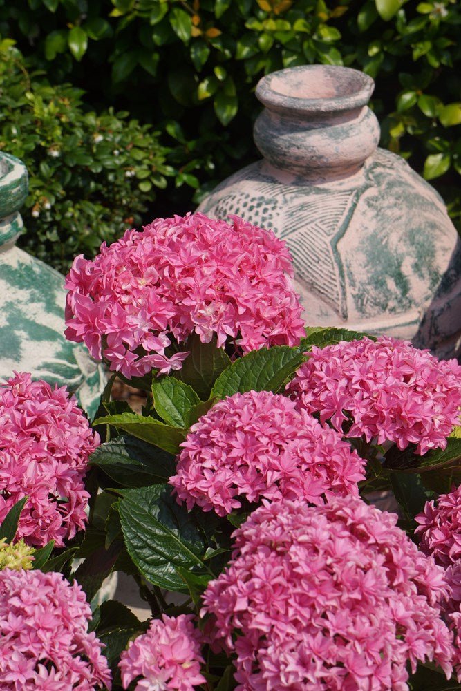 Hydrangea You and Me Desire - Ladybird Nursery