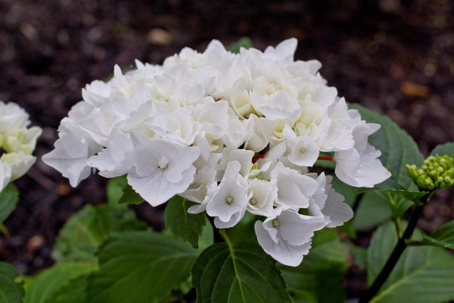 Hydrangea OBSIDIAN White Knight