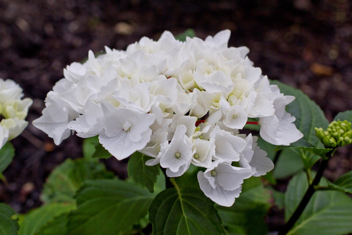 Hydrangea OBSIDIAN White Knight - Ladybird Nursery