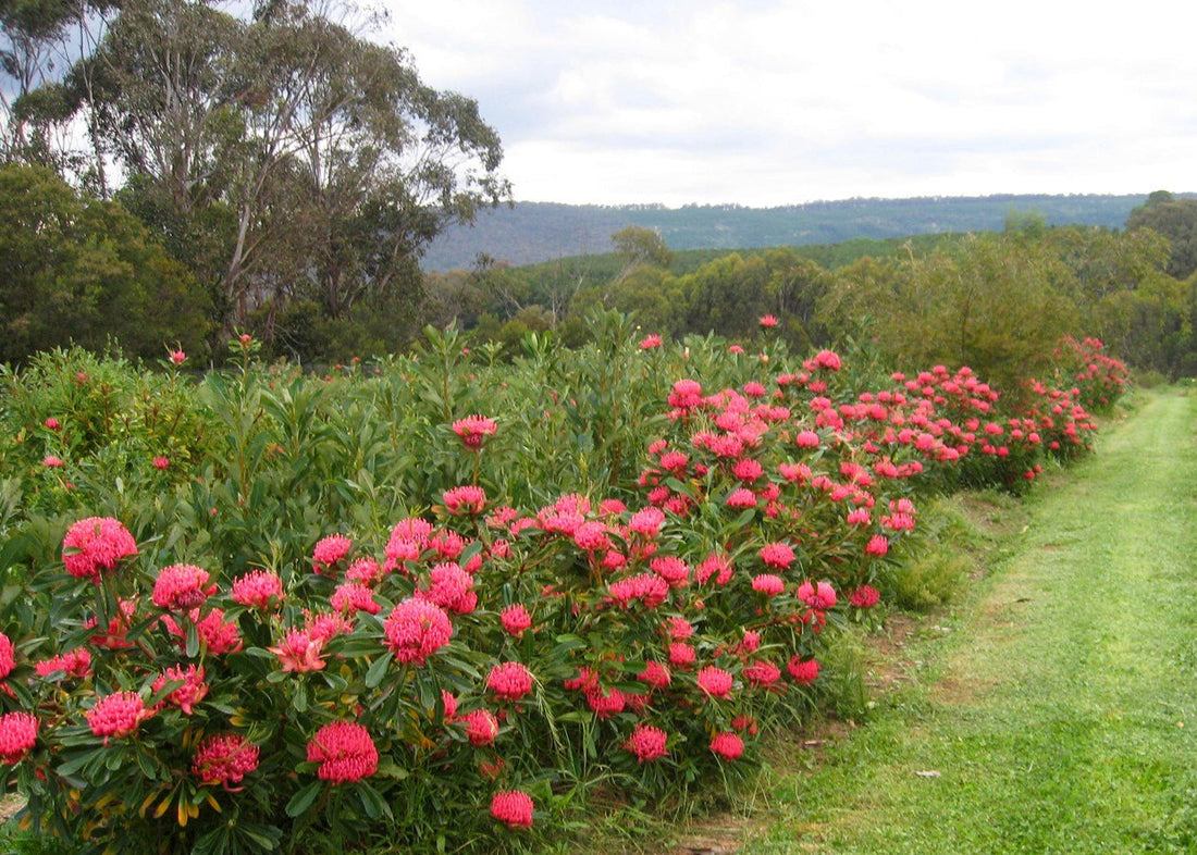 Waratah Essies Gift (Telopea) - Ladybird Nursery