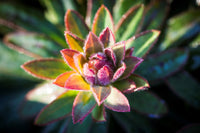 Liliput Spurge (Euphorbia Ascot)