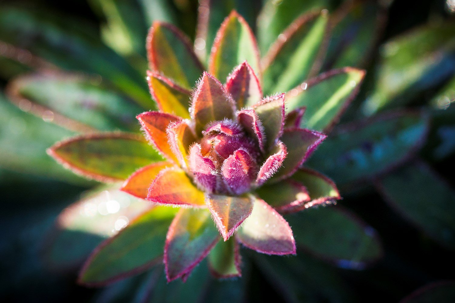 Liliput Spurge (Euphorbia Ascot) - Ladybird Nursery