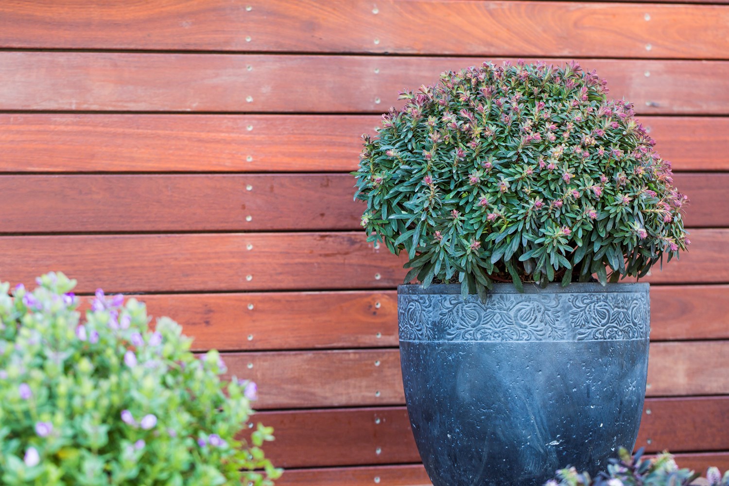 Liliput Spurge (Euphorbia Ascot)