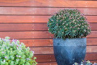 Liliput Spurge (Euphorbia Ascot)