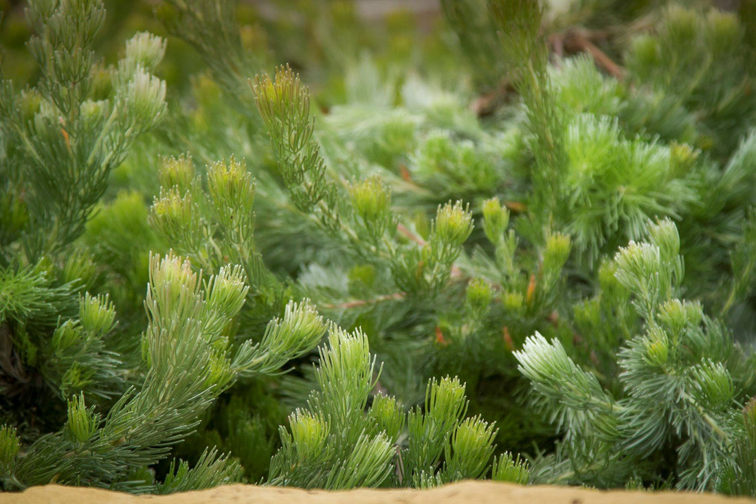 Woolly Bush Silver Lining (Adenanthos sericeus) - Ladybird Nursery