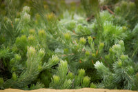 Woolly Bush Silver Lining (Adenanthos sericeus)