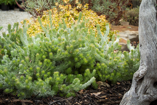 Woolly Bush Silver Lining (Adenanthos sericeus)
