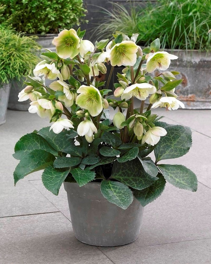 Hellebore Mollys White (Helleborus ) - Ladybird Nursery