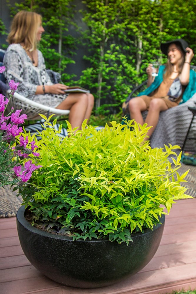 Heavenly Bamboo Magical Lemon Lime™ (Nandina domestica)