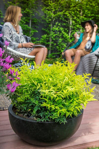 Heavenly Bamboo Magical Lemon Lime™ (Nandina domestica) - Ladybird Nursery