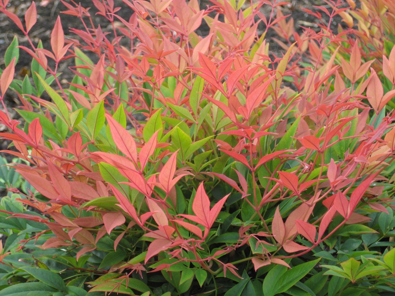 Heavenly Bamboo Magical Daybreak™ (Nandina domestica) - Ladybird Nursery
