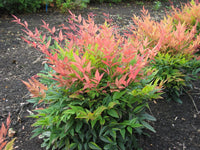 Heavenly Bamboo Magical Daybreak™ (Nandina domestica) - Ladybird Nursery