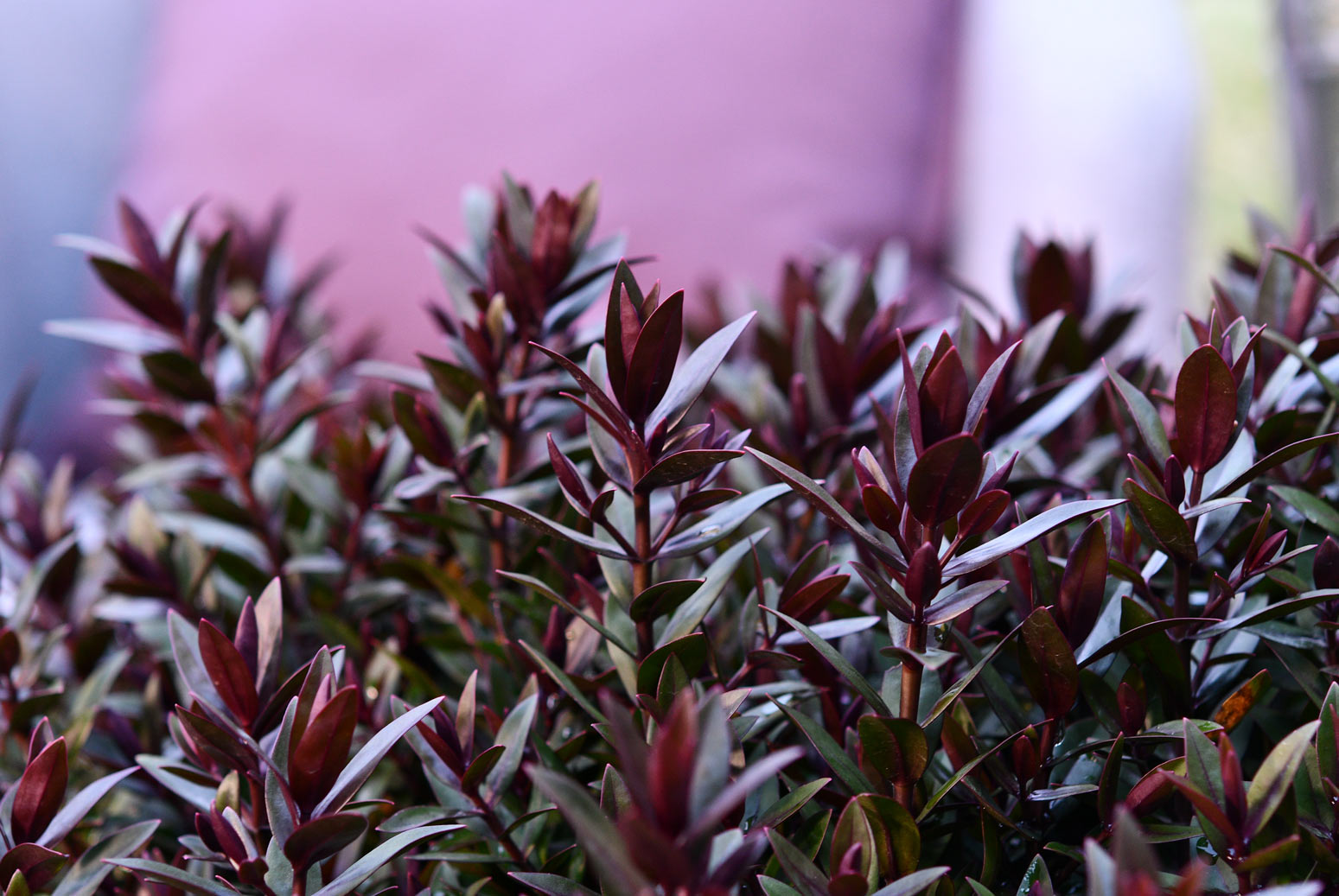 Hebe Chocolate Box Strawberry Truffle