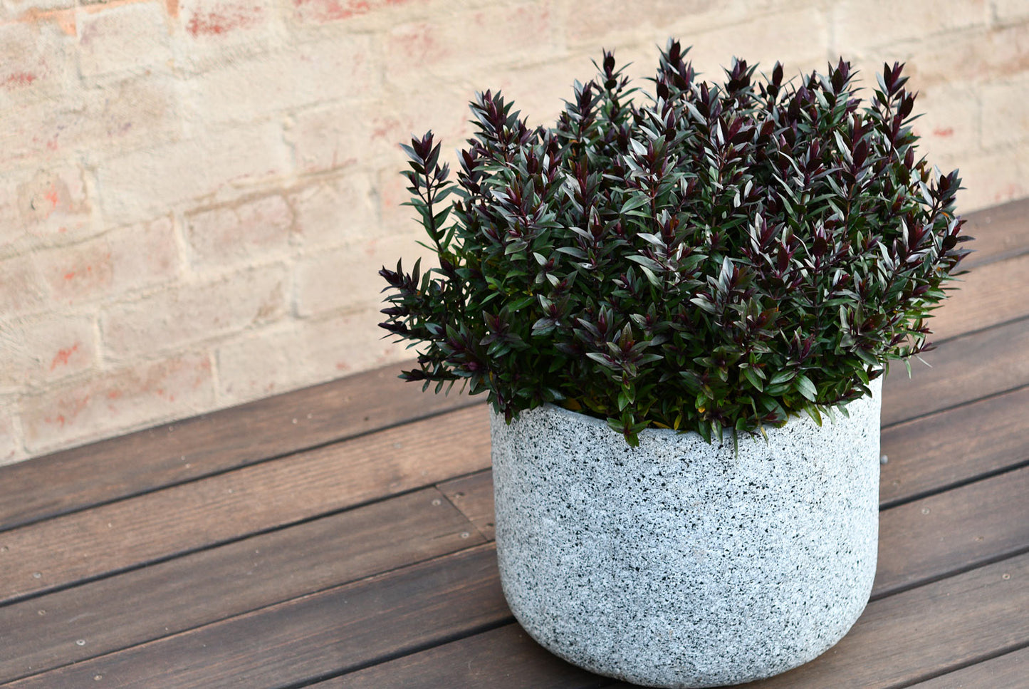 Hebe Chocolate Box Strawberry Truffle