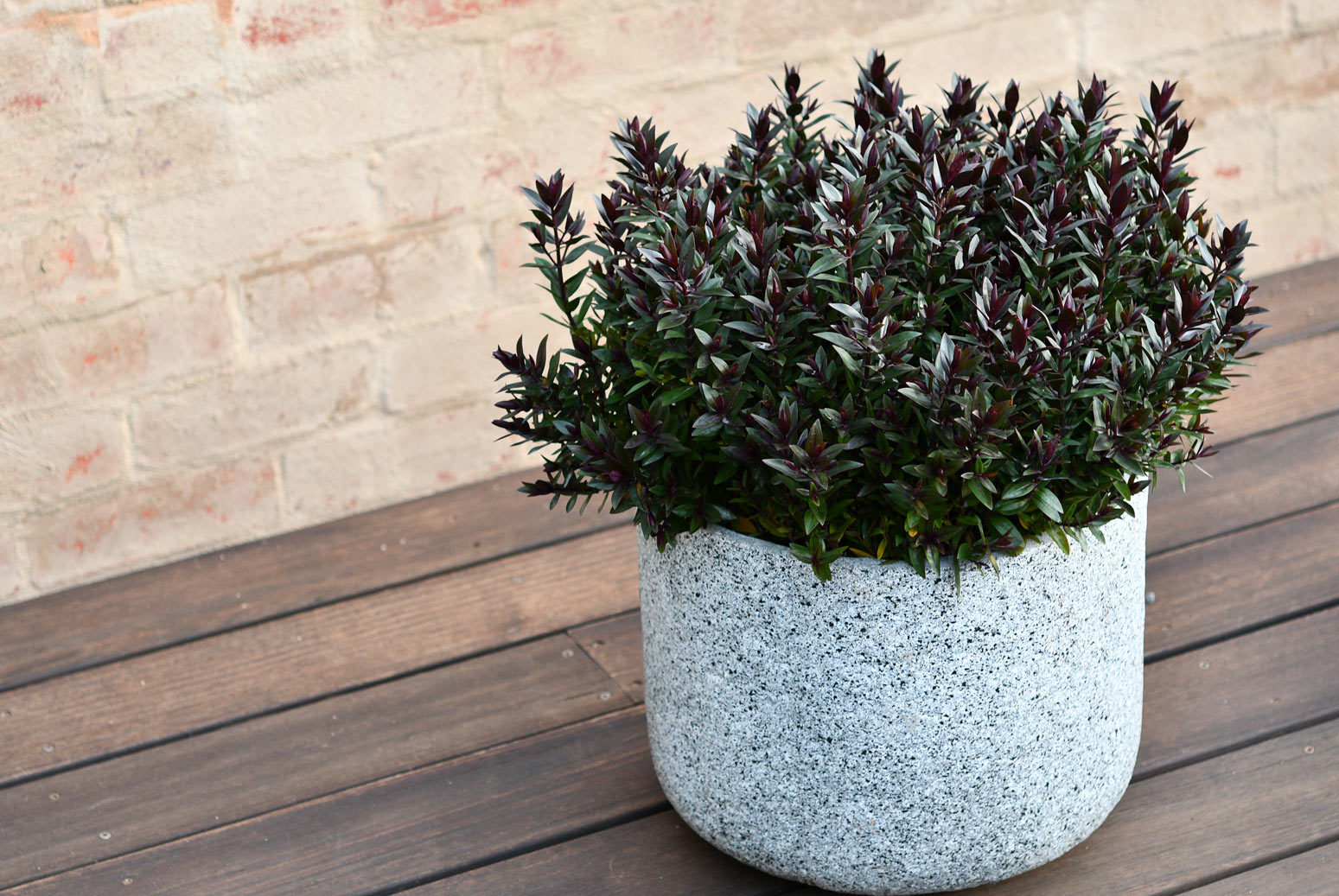 Hebe Chocolate Box Strawberry Truffle