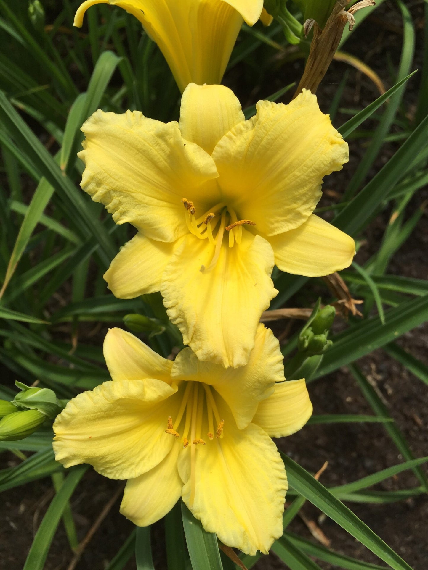Daylily Stella Citron (Hemerocallis )