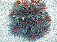 Blackbird Spurge (Euphorbia characias)