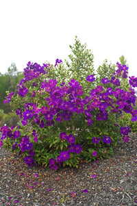 Tobouchina Little Beauty (Tibouchina)