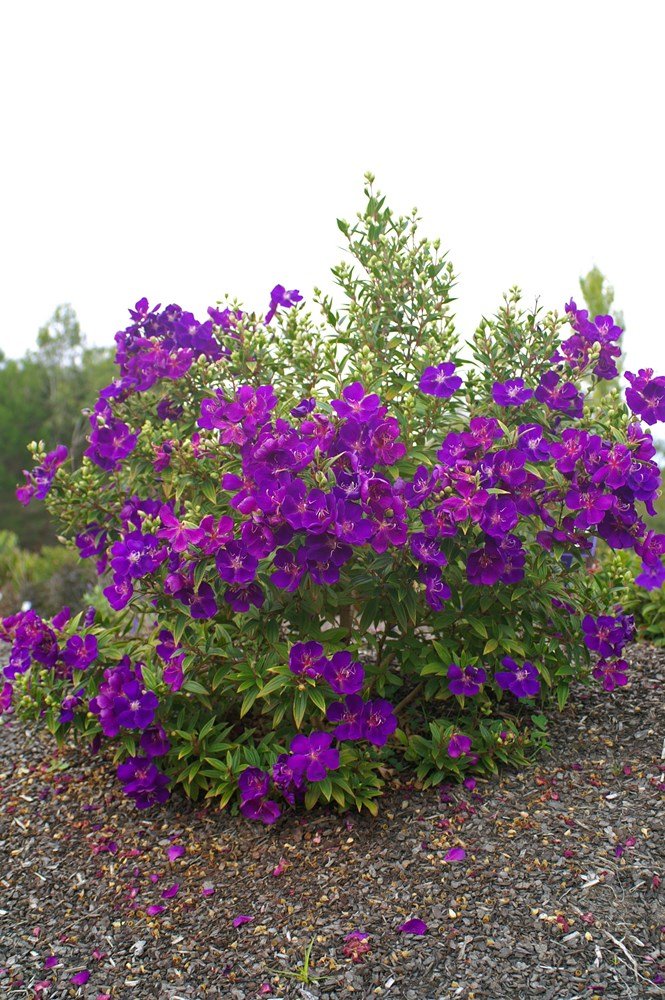 Tobouchina Little Beauty (Tibouchina) - Ladybird Nursery