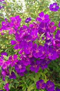 Tobouchina Little Beauty (Tibouchina) - Ladybird Nursery
