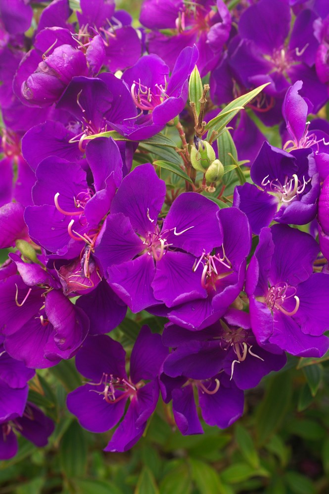 Tobouchina Jules (Tibouchina granulosa)