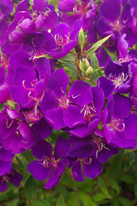 Tibouchina 'Jazzie'