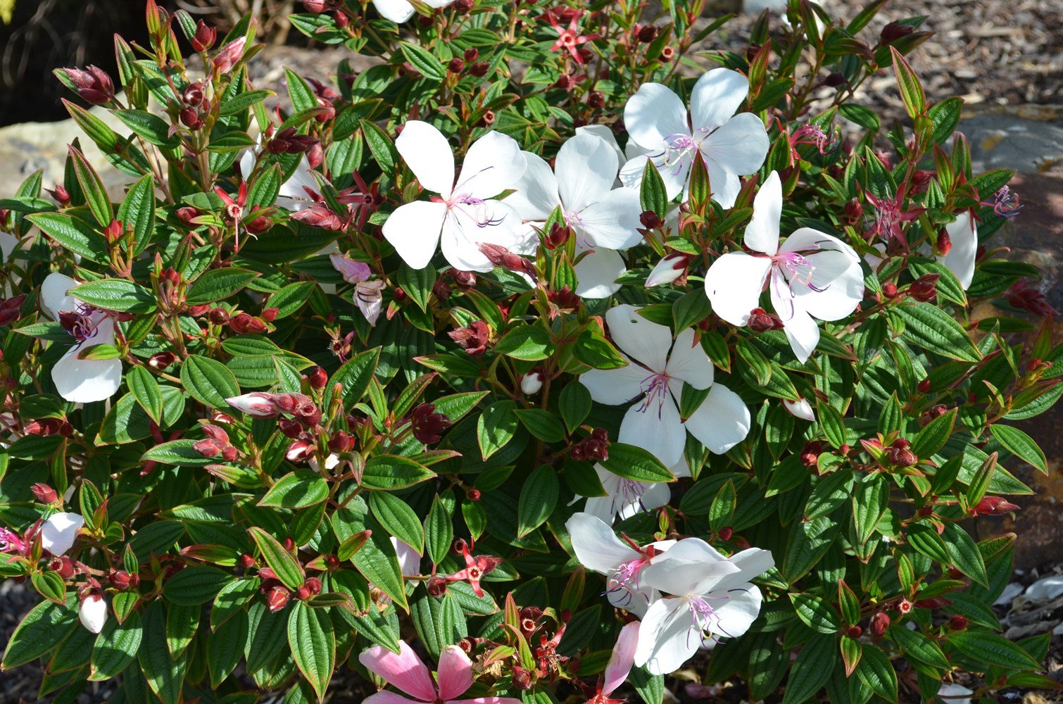 Tobouchina Peace Baby (Tibouchina) - Ladybird Nursery