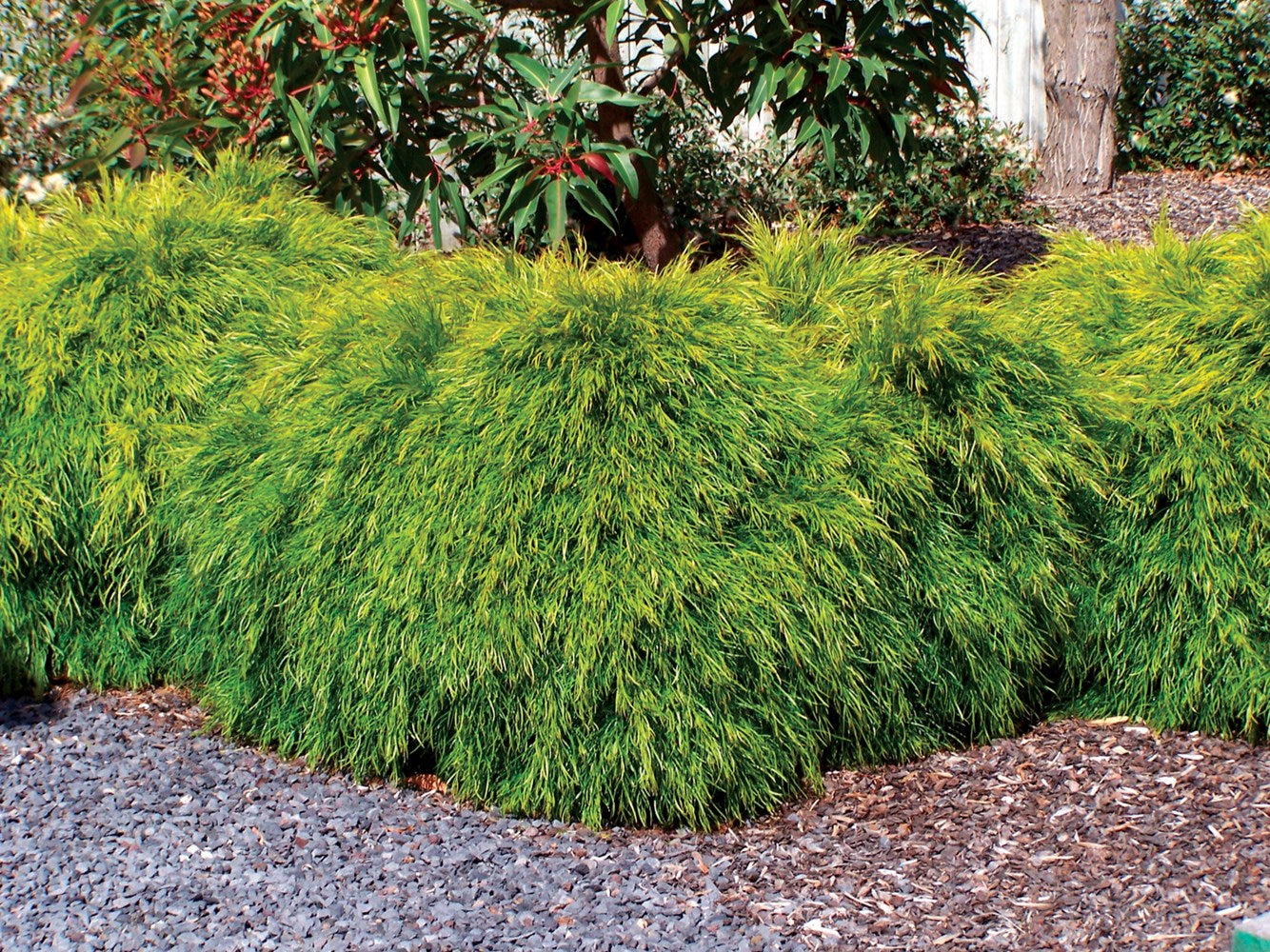 Bower Wattle Fettuccini (Acacia cognata)