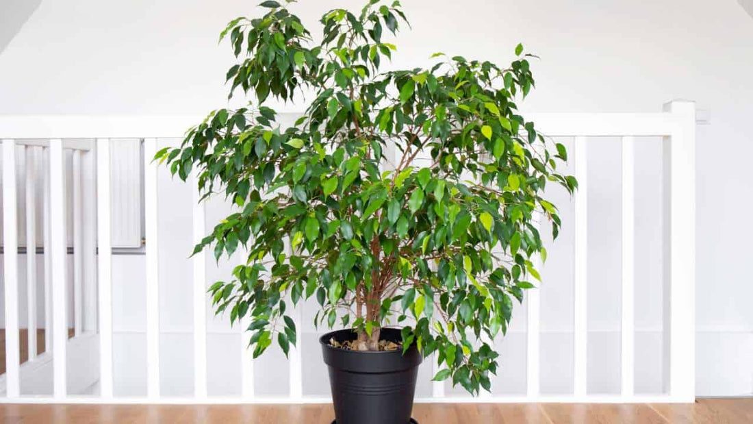 Emerald Green Weeping Fig (Ficus benjamina) - Ladybird Nursery