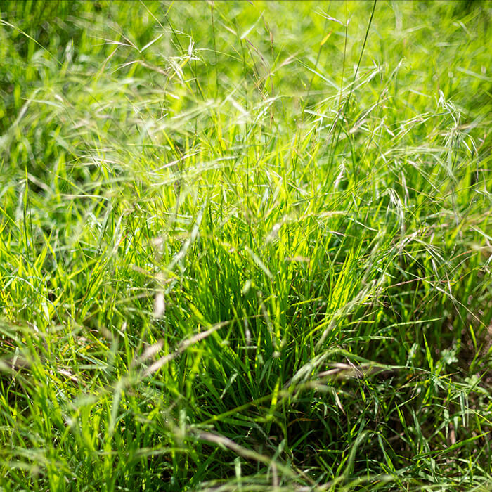 Weeping Grass (Microlaena stipoides)