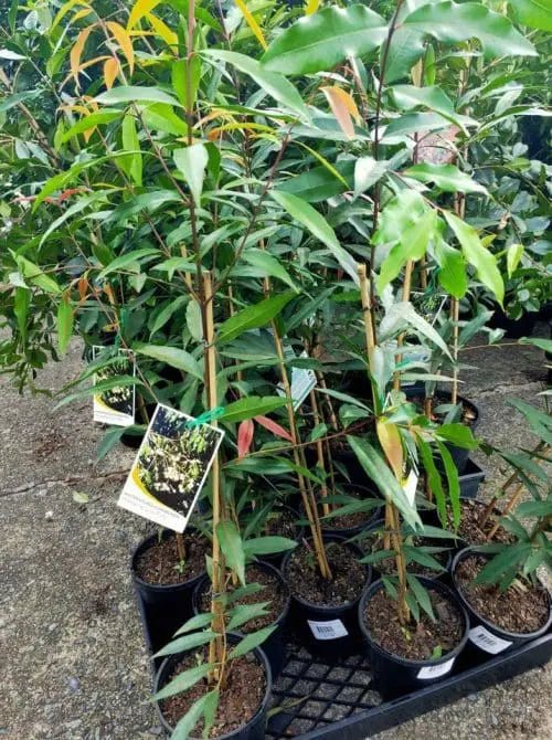 Harmann's Fern (Asplenium harmanii) - Ladybird Nursery