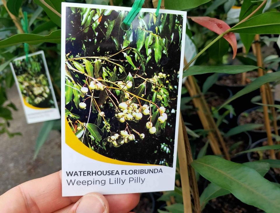 Weeping Lilly Pilly (Waterhousia floribunda)