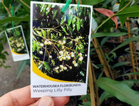 Weeping Lilly Pilly (Waterhousia floribunda)