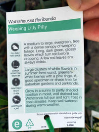 Weeping Lilly Pilly (Waterhousia floribunda)