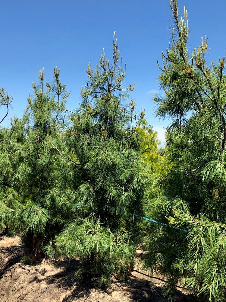 Eastern White Pine Pendula (Pinus strobus)
