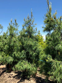 Eastern White Pine Pendula (Pinus strobus)
