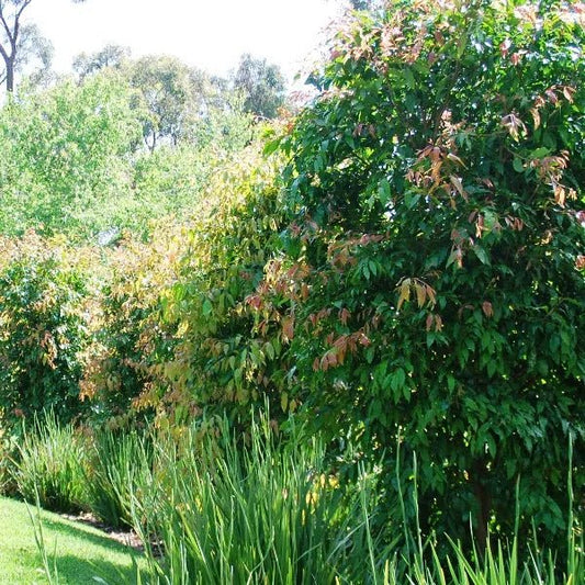Weeping Lilly Pilly 'Warners' (Waterhousia floribunda) - Ladybird Nursery