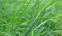 Weeping Grass (Microlaena stipoides)