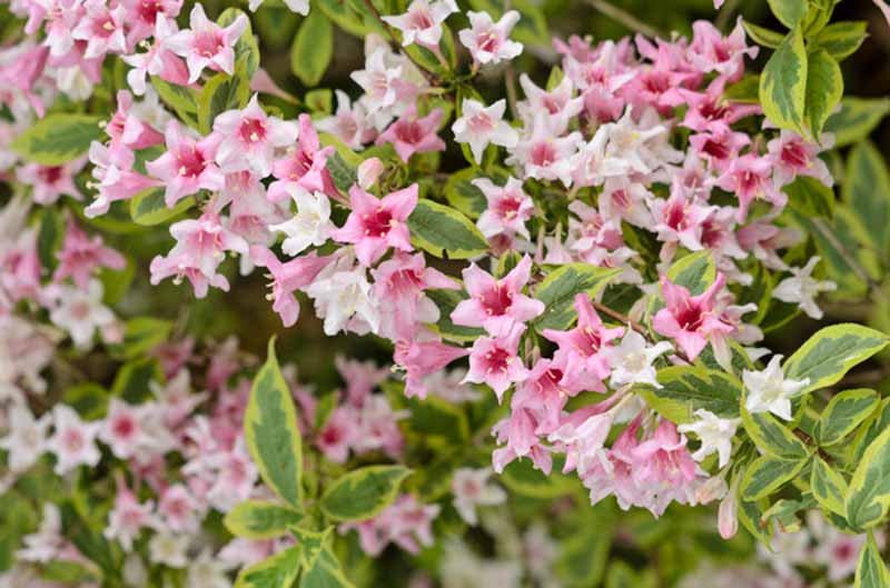 Variegated Weigela Variegata Plant – Buy Now! – Ladybird Nursery