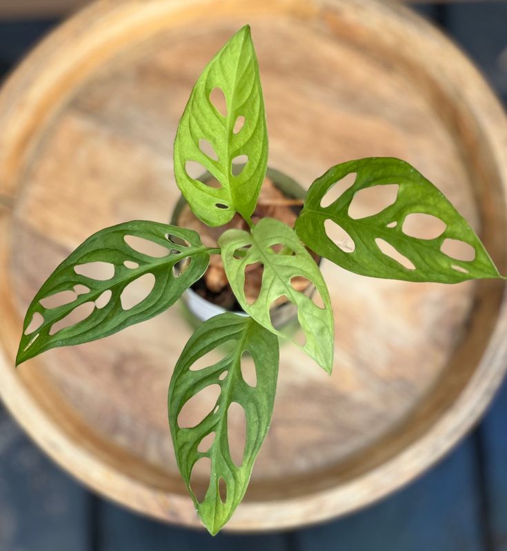 Swiss Cheese Plant (Monstera adansonii)