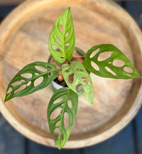 Swiss Cheese Plant (Monstera adansonii)