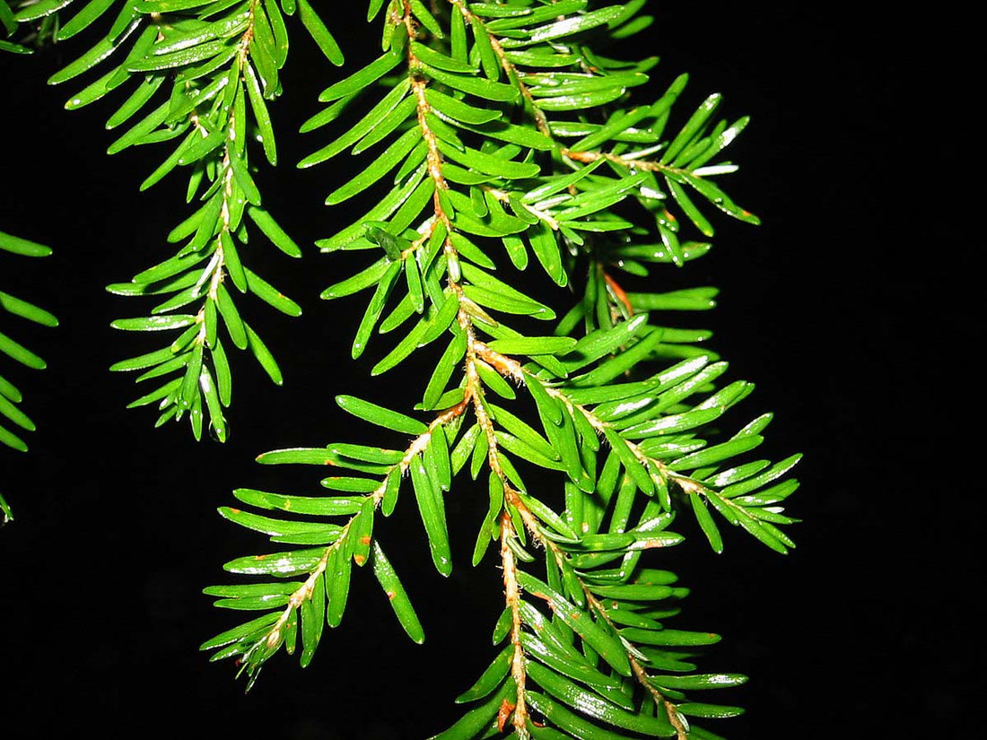 Western Hemlock (Tsuga heterophylla) - Ladybird Nursery