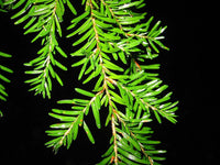 Western Hemlock (Tsuga heterophylla)
