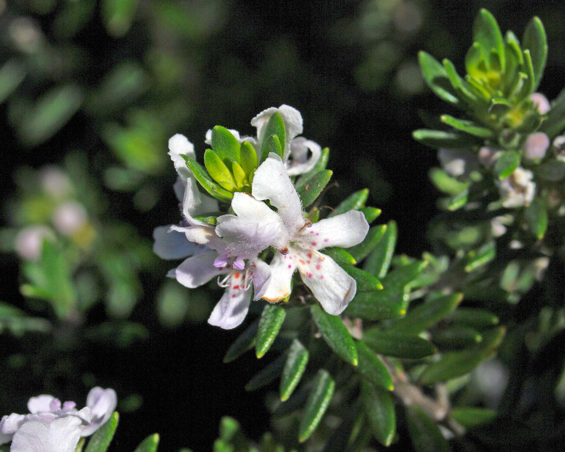 Coastal Rosemary Sea Mist (Westringia)